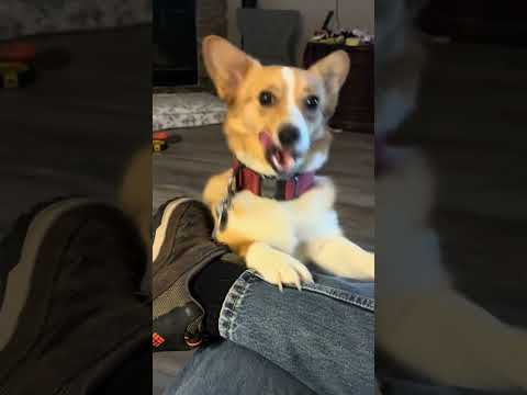 It’s never a dull moment with these four  #corgi #Pets #CorgiLife #FunnyDogs