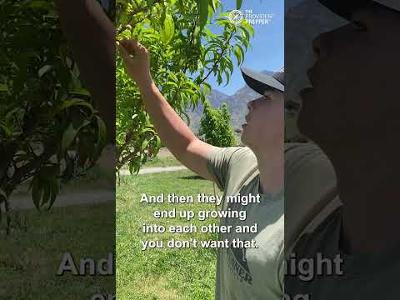 The Secret to Big Beautiful Peaches